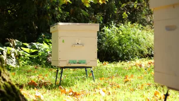 Paseka, Bienenkorbbiene. Heimat für Bienen. — Stockvideo