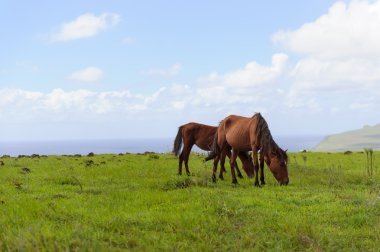 Isla de Pascua atlar. Rapa Nui. Paskalya Adası