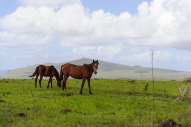 Isla de Pascua atlar. Rapa Nui. Paskalya Adası