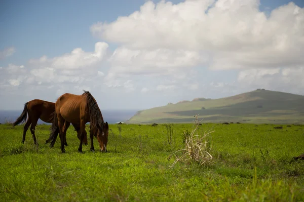 Isla de Pascua atlar. Rapa Nui. Paskalya Adası