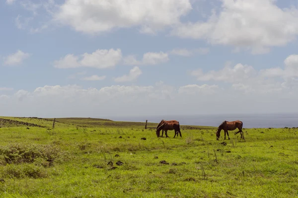 Isla de Pascua atlar. Rapa Nui. Paskalya Adası