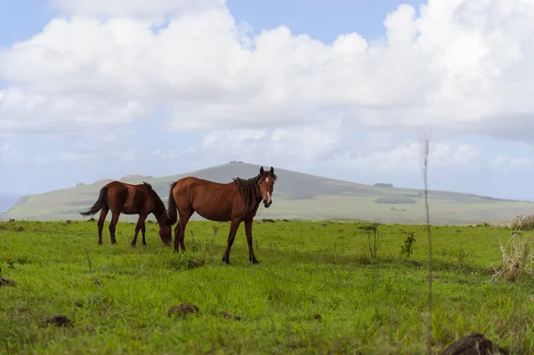 Hevosia Isla de Pascua. Rapa Nui. Pääsiäissaari — kuvapankkivalokuva