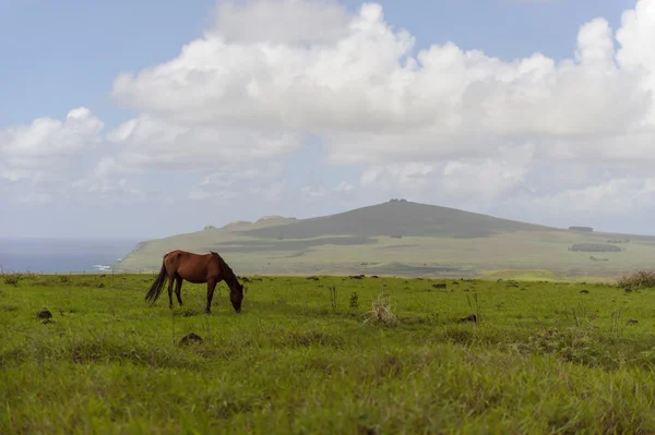 Caballos Isla de Pascua. Rapa Nui. Isla de Pascua — Foto de Stock