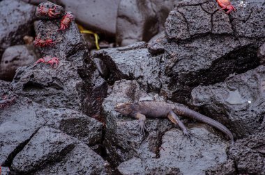 Galapagos Iguana