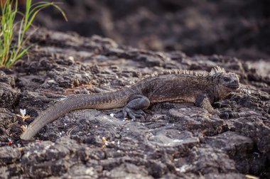 Galapagos Iguana