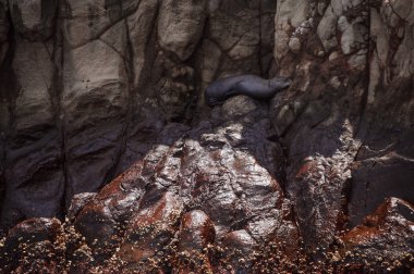 deniz aslanı Galpagos Adaları