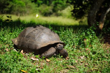 Galapagos kaplumbağası
