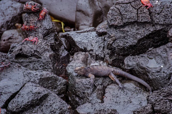 鬣蜥在加拉帕戈 — 图库照片
