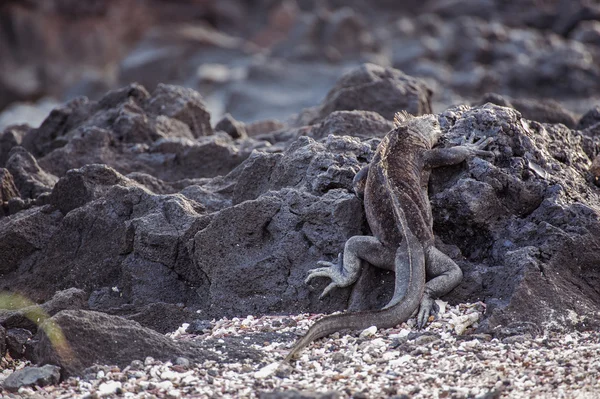 鬣蜥在加拉帕戈 — 图库照片