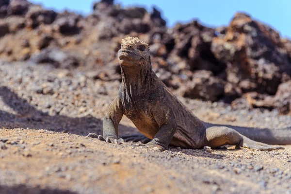 A Galapagos Iguana — Stock Fotó