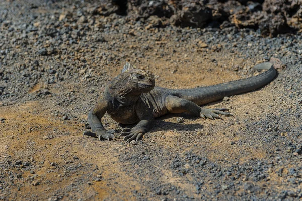 Iguana en las Galápagos — Foto de Stock