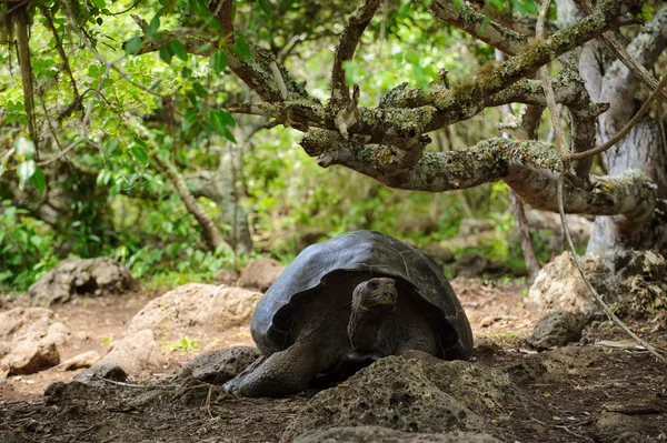 갈라파고스 거북이 — 스톡 사진