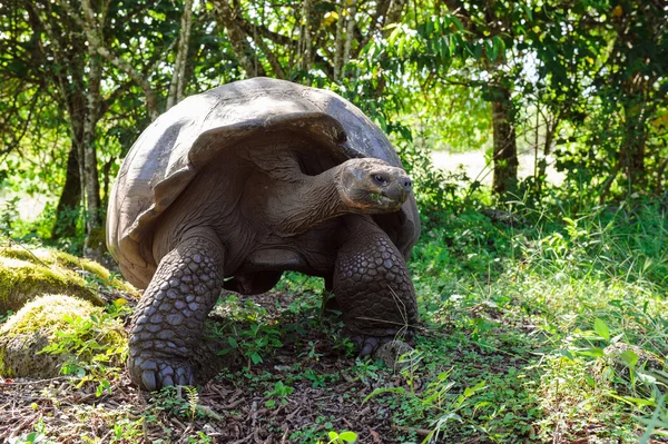 Tartaruga das Galápagos — Fotografia de Stock