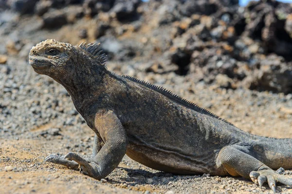 Iguana in the Galapagos Stock Photo