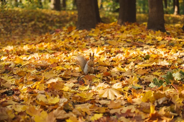 가 공원, 다람쥐 — 스톡 사진