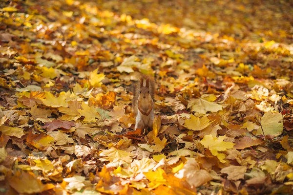 Höstens park, ekorre Stockbild