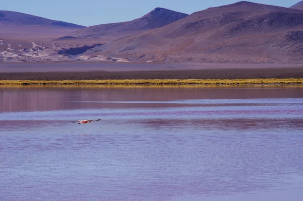 Bolivya, dağlarında altiplano — Stok fotoğraf