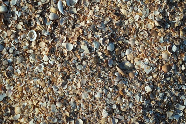 Coquilles sur la plage. — Photo