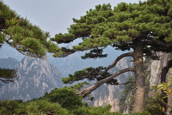 Huangshan — Stock Photo, Image