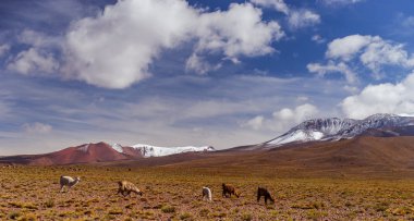 Bolivya, dağlarında altiplano