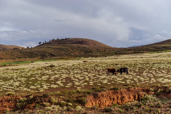 Bergen i Bolivia, altiplano — Stockfoto