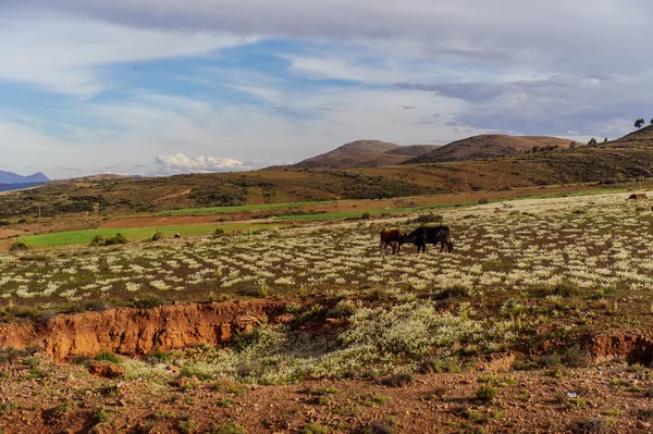 Bergen i Bolivia, altiplano — Stockfoto