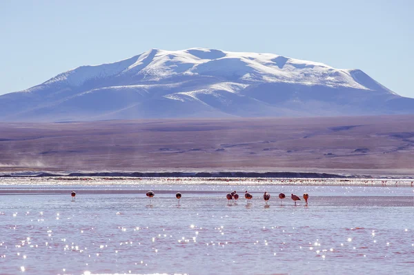 Hory Bolívie, altiplano — Stock fotografie