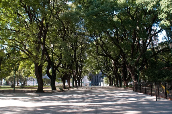 Árboles tropicales de callejón en Buenos Aires — Foto de Stock