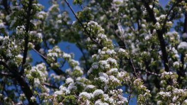 Çiçek açan ağaç