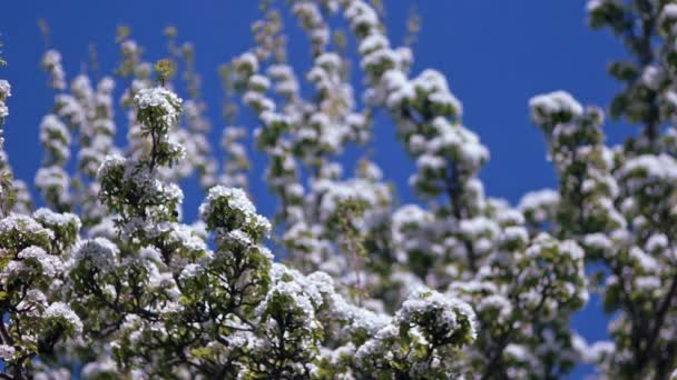 Arbre à fleurs — Video