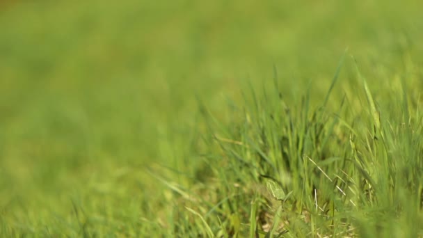 L'herbe sur la pelouse 