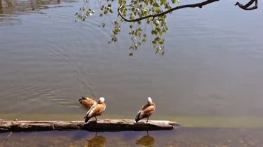 Sarı yüzgeçli ördek