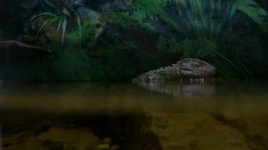 Hala kafeste oturan kertenkele