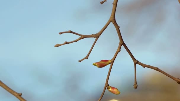 Dehiscing knoppen op de bomen — Stockvideo