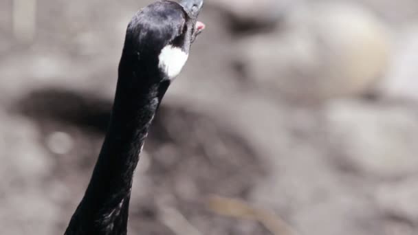 Screaming duck — Stock Video