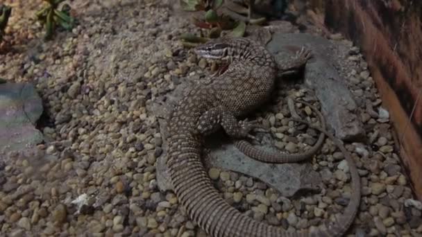 Lizards still sitting in the cage — Stock Video