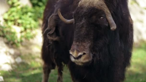 Musk Ox — Stock Video