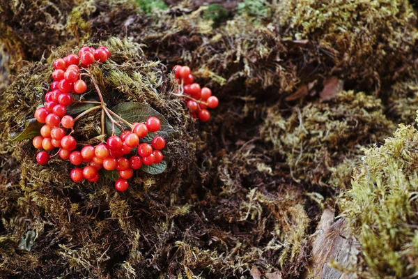 Forest Candy with fresh berries delicious cakes. — Stock Photo, Image