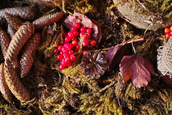 Svatební výzdoba ozdob pro svatby forest. — Stock fotografie