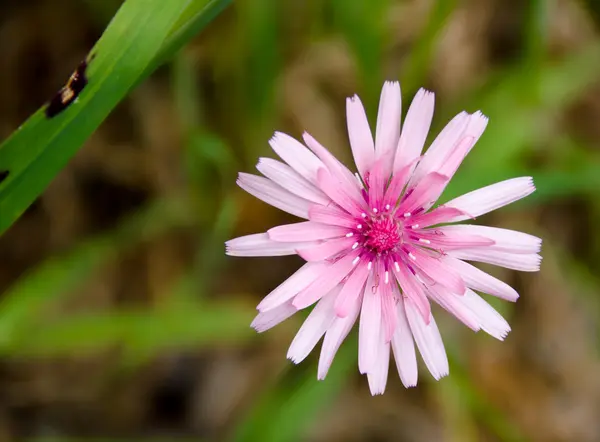 Pink flower on blur background — Stock Photo, Image