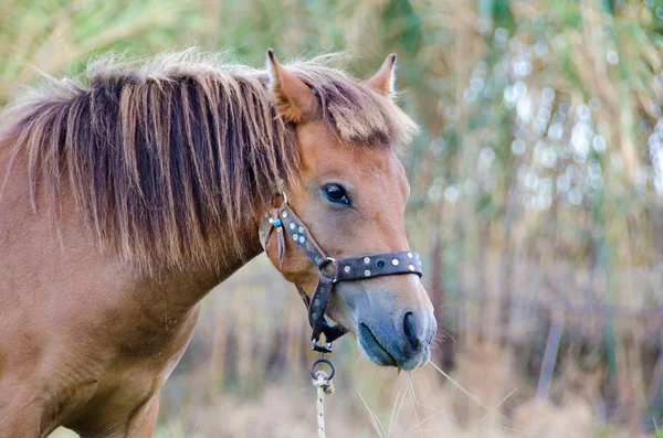 Cabeça de cavalo Skyrian — Fotografia de Stock