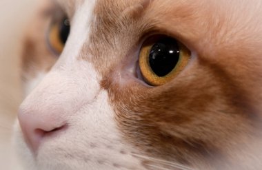 Sarışın bir kediye yaklaş. Gözbebeğine odaklan.