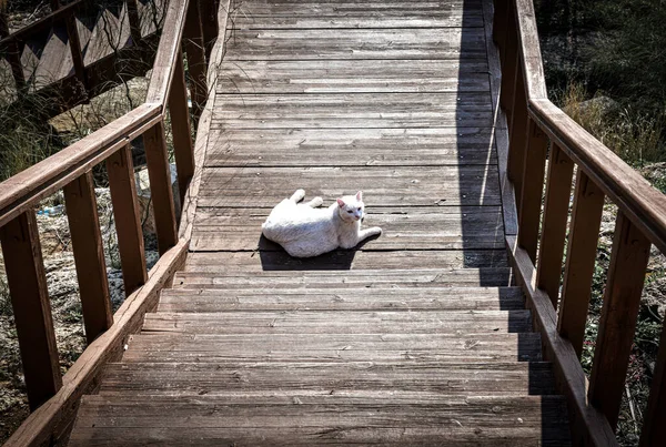 一只猫正在木桥上休息和晒日光浴 — 图库照片