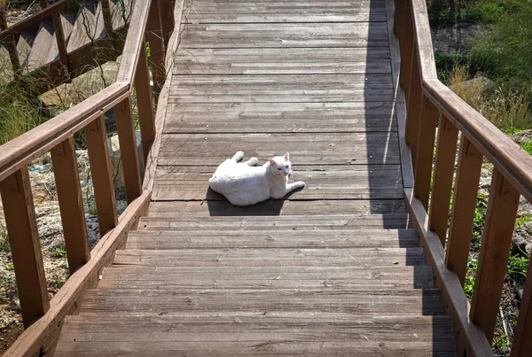 Cat Resting Sunbathing Wooden Footbridge — Stock Photo, Image