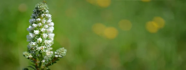 Дика Квітка Розквітає Зеленому Тлі Художній Дизайн Банер Природні Фони — стокове фото