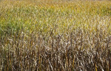 Altın yeşil alanlar