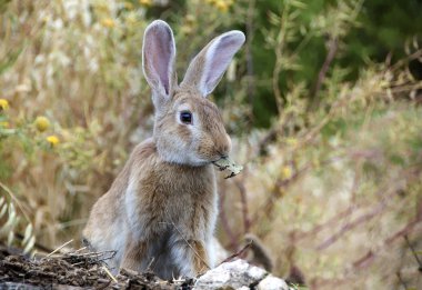 Bunny tavşan