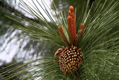 Çam kozalağı yağmur damlaları