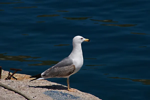 Orgullosa joven gaviota — Foto de Stock