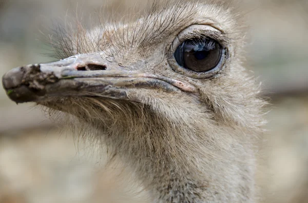 Struisvogels camelus — Stockfoto